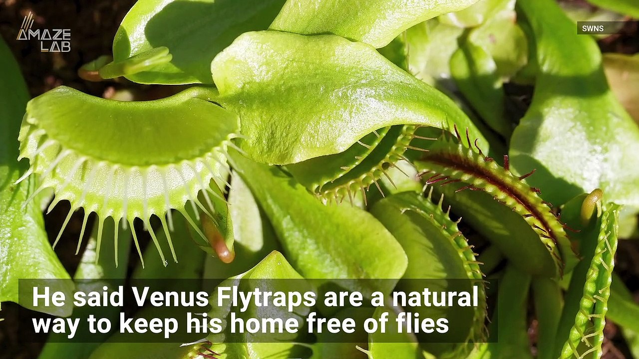 Watch a Venus Flytrap Catch its Prey in Super Slo-Mo