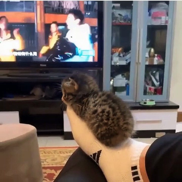 小猫坐在最舒适的地方
