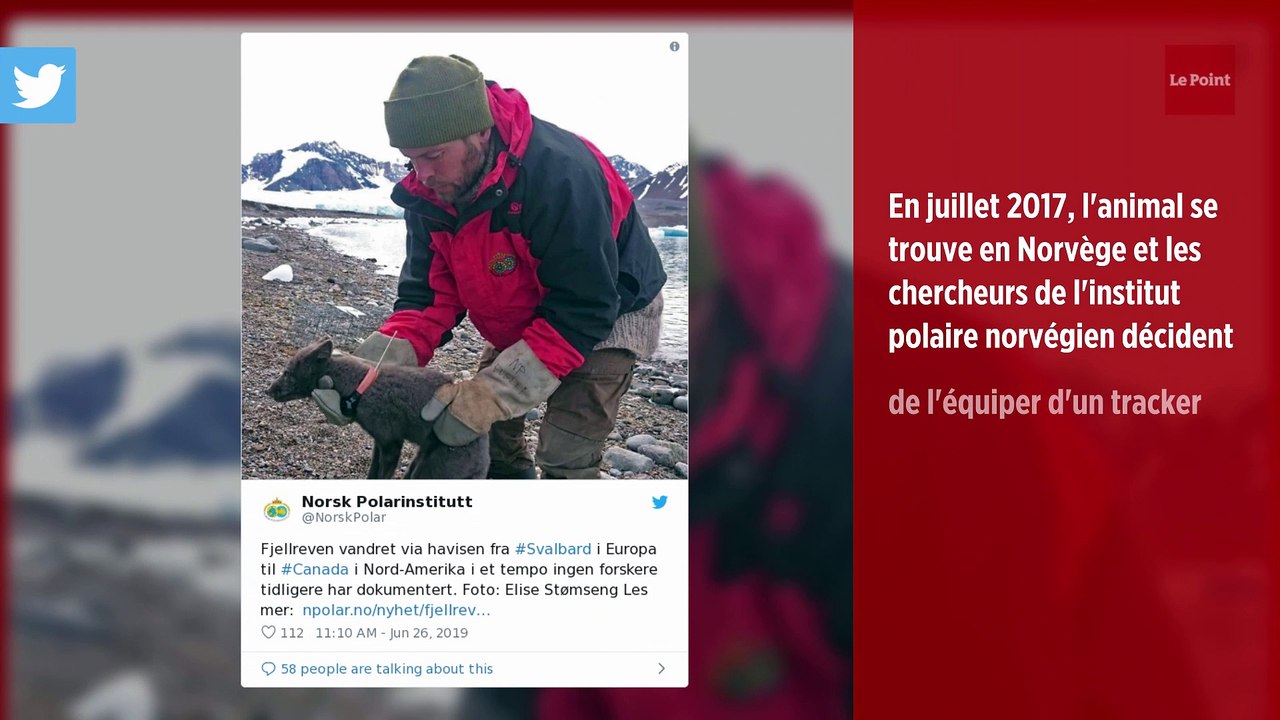 3 500 km en 76 jours : l'incroyable périple d'un renard polaire