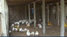 Instansi Pemerintah Diimbau Serap Ayam Peternak