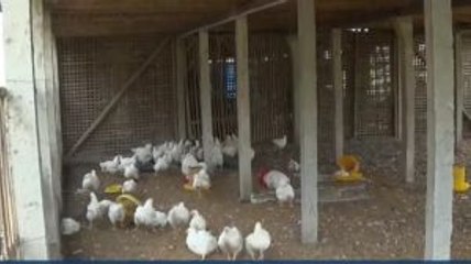 Instansi Pemerintah Diimbau Serap Ayam Peternak