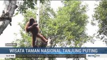 Melihat Orang Utan di Taman Nasional Tanjung Puting
