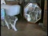 Humour vidéo drole ''les chats''