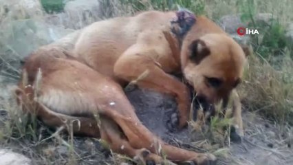 Başkent'te sokak köpeklerini zehirleyerek telef ettiler
