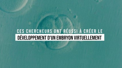 Ces chercheurs ont réalisé l'exploit de reproduire le développement d'un embryon dans une simulation