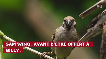 "Gremlins" débarque sur le petit écran sous forme de série !