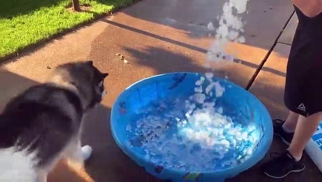 Bain + glaçons, ces chiens sont les plus heureux du monde !
