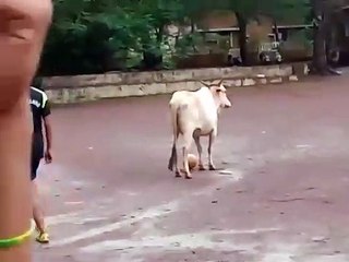 Foot : cette vache joue... enfin conserve la balle !
