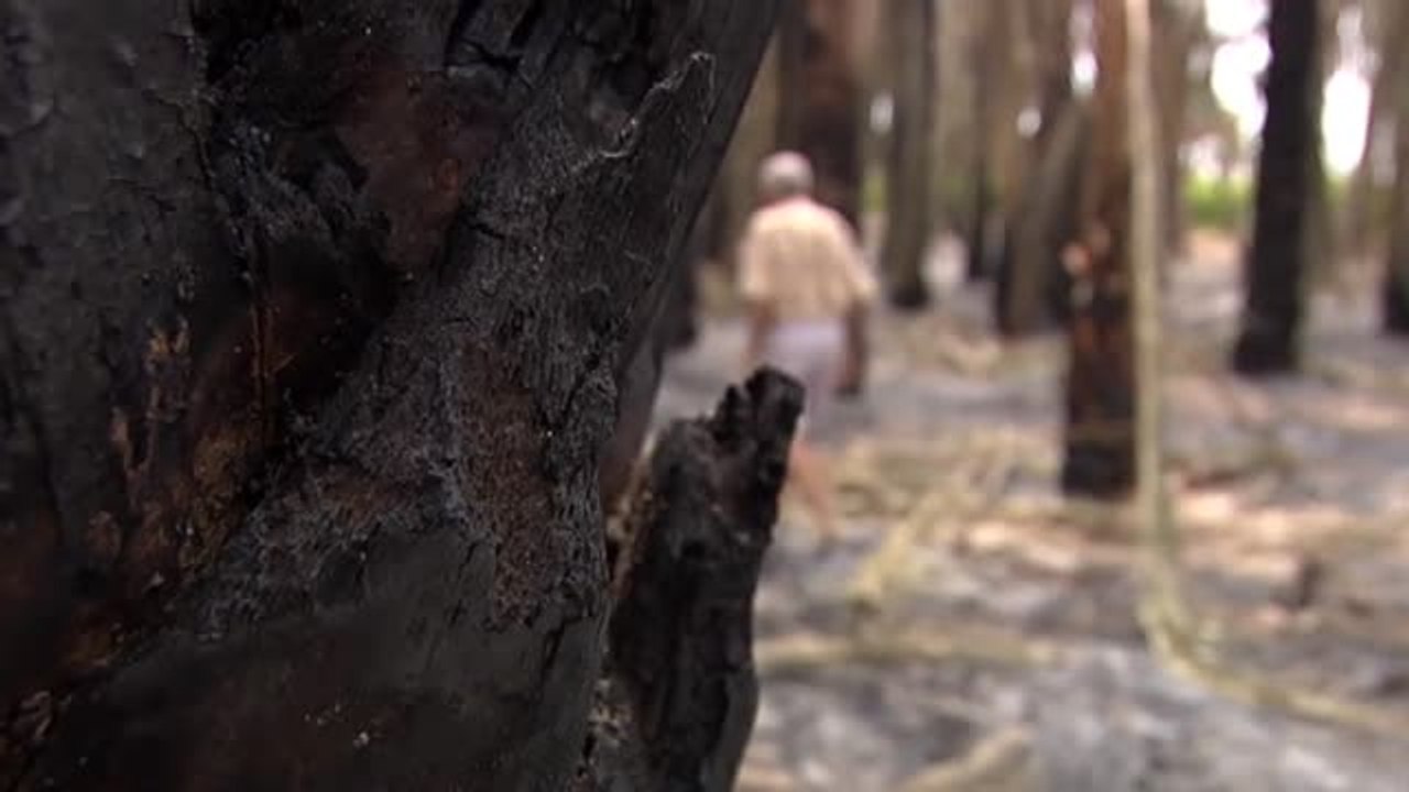 Refuerzo policial en Elche tras los cinco incendios consecutivos que han arrasado miles de palmeras