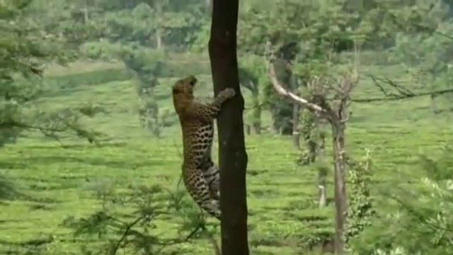 Cette panthère grimpe aux arbres avec une facilité impressionnante