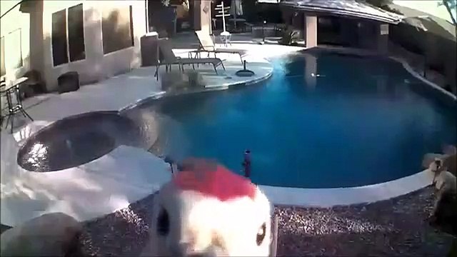 Cet oiseau déteste les caméras de surveillance