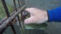 2 plongeurs sauvent un brochet coincé  dans une grille