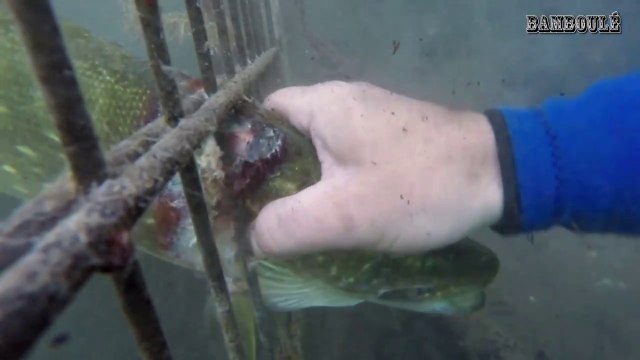 2 plongeurs sauvent un brochet coincé dans une grille