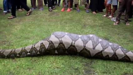 Des habitants d'une ville en Inde trouvent un python de 6m en pleine digestion