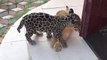Adorable moment calin entre un bébé jaguar et un lionceau