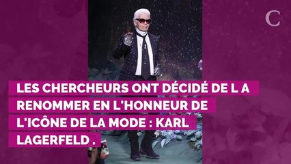 Karl Lagerfeld : des scientifiques baptisent une araignée à so...
