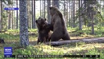 [투데이 영상] '말리지 마!' 곰들의 살벌한 난투극