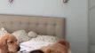 Golden Retriever Gets Jealous When Owner Pets Other Dog