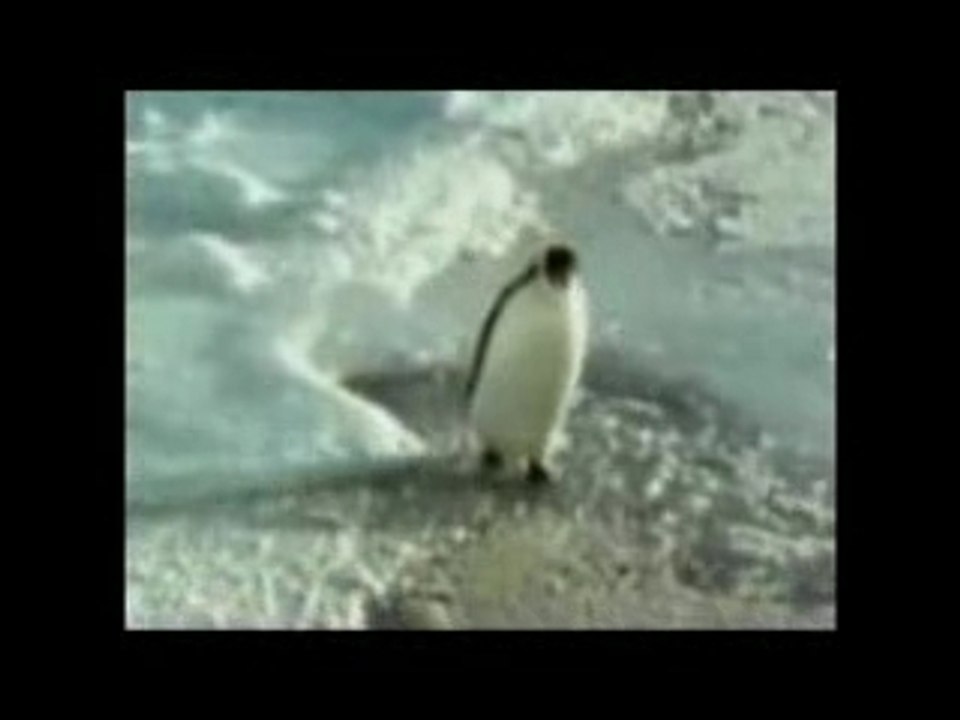 Penguin Slap Debunk - video Dailymotion