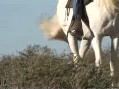 Randonnées à cheval en Camargue