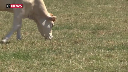 Accord UE-Mercosur : la colère des agriculteurs