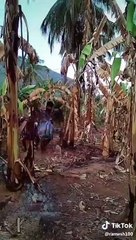 Imran Tahir Wicket Celebration Funny Tik Tok Challenge 2019 ICC world cup