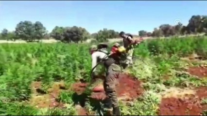 Diyarbakır'da 5 milyon 430 bin 704 kök Hint keneviri ele geçirildi