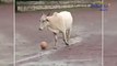 Bull Playing Foot Ball, Video Goes Viral Now ! || Oneindia Telugu