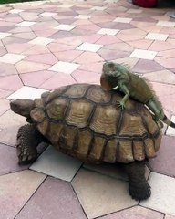 Iguanas Breaks into Tortoise Enclosure for a Free Ride