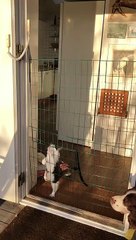 Houdini Kitten Escapes with Ease