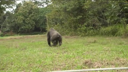 Francia pone en libertad a dos gorilas tras años de cautiverio