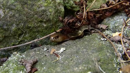 Der Tag der offenen Gartentüre am 30.6.2019 aus Mimi's Sicht