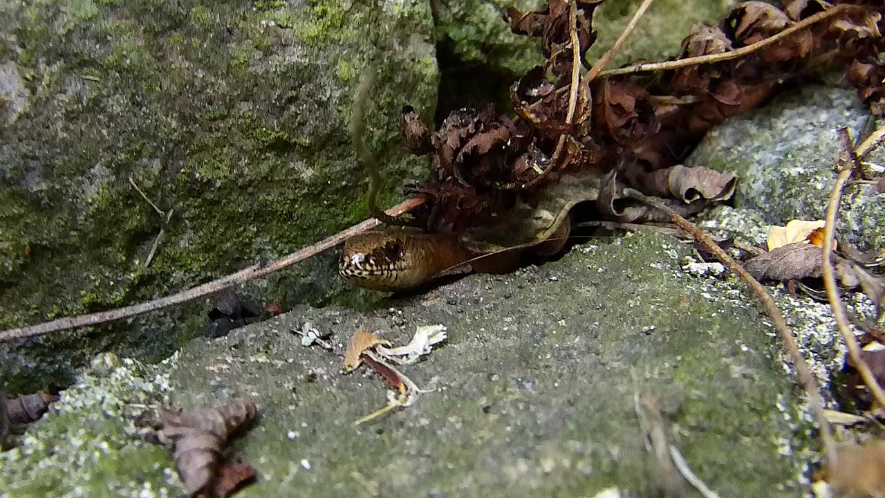 Der Tag der offenen Gartentüre am 30.6.2019 aus Mimi's Sicht