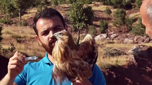 Tedavi edilen 2 kızıl şahin doğaya bırakıldı - ŞIRNAK