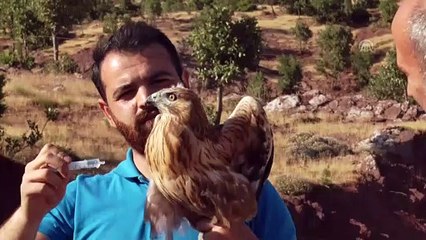 Tedavi edilen 2 kızıl şahin doğaya bırakıldı - ŞIRNAK