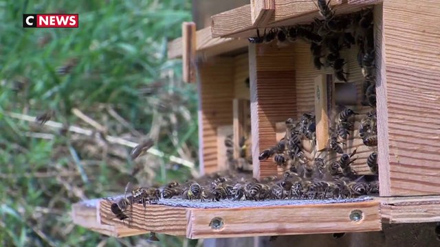 Brignon : un couple de randonneurs attaqué par des milliers d'abeilles