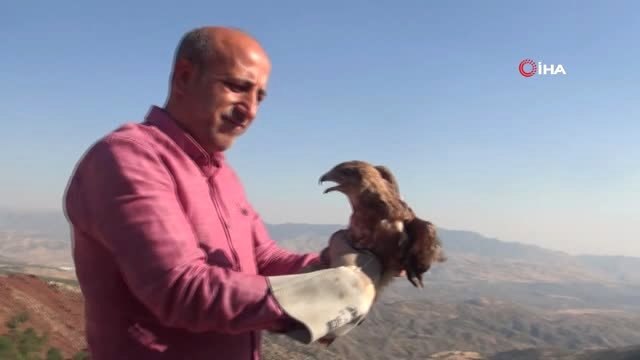 Şırnak'ta tedavi edilen şahinler doğaya bırakıldı