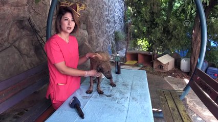 Yangında yaralanan köpek tedavi altına alındı - GAZİANTEP