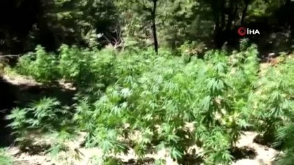 Drone ile bulunan ormanlık alandaki kenevir tarlaları imha edildi