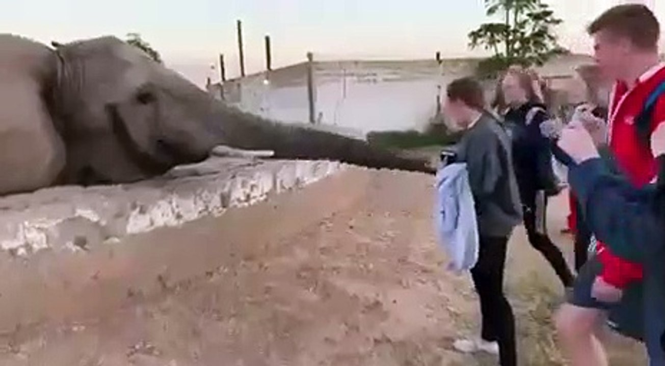 Voici ce qui se passe quand on se rapproche beaucoup d'un éléphant