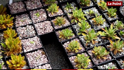 À la découverte du Jardin du Lautaret