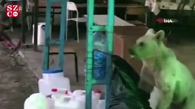 Bekçi ile ayının diyaloğu sosyal medyada yoğun ilgi gördü