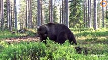 Il filme le combat de deux ours bruns
