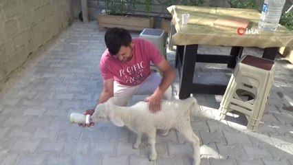 Çocuğu gibi büyüttüğü kuzusu peşinden ayrılmıyor