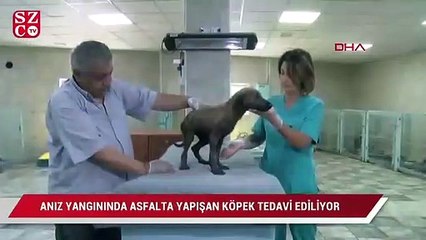 Anız yangınında asfalta yapışan yavru köpek tedavi ediliyor