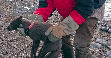 Un renard polaire a parcouru 3 500 km en 76 jours et impressionne les scientifiques