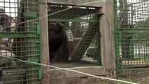Deux gorilles du zoo de Beauval relâchées au Gabon