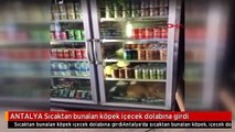 ANTALYA Sıcaktan bunalan köpek içecek dolabına girdi