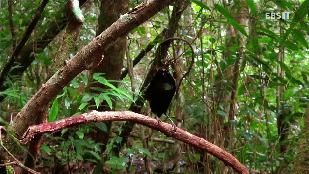 EBS 다큐프라임 - Docuprime_천국의 새 (다리 없는 새)_#001