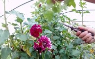 How to grow dahlia from cuttings - the easy way